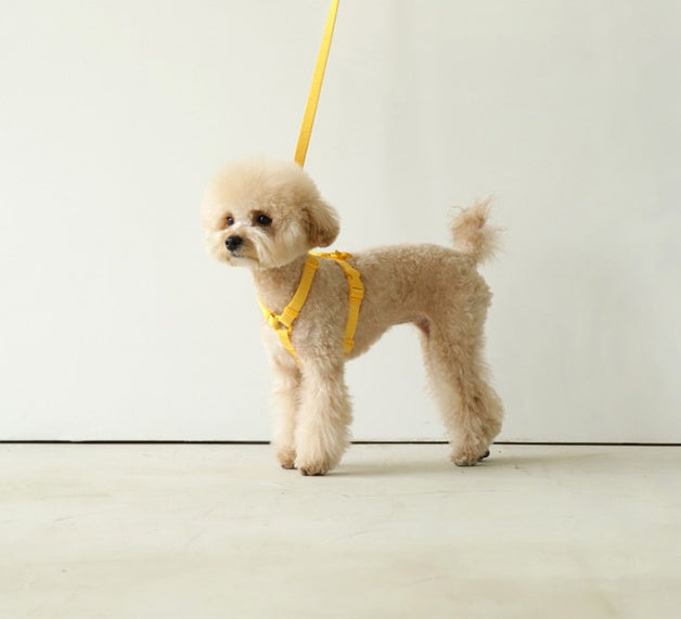 Macaron-Style Pet Leash – Trendy & Durable